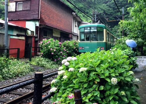 雨だからこそ美しい鎌倉 紫陽花の旅 Ignite イグナイト