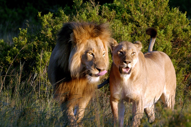 アフリカで動物たちを目の当たりにする旅行先! 大自然を満喫できる宿を