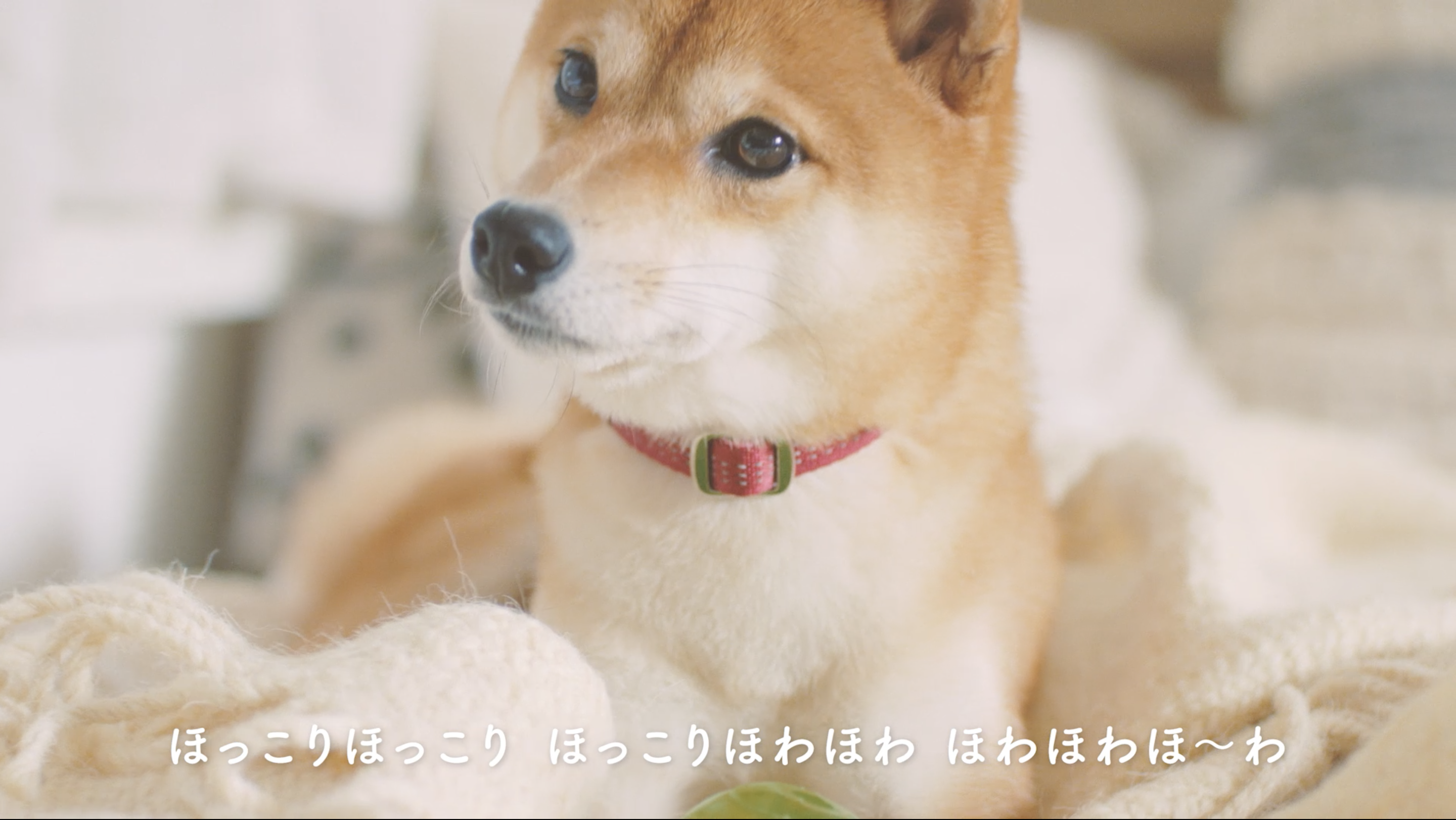 犬の日 は愛犬とほっこり癒される一日に Uccから 愛犬ほっこりあるある 動画を公開 Ignite イグナイト