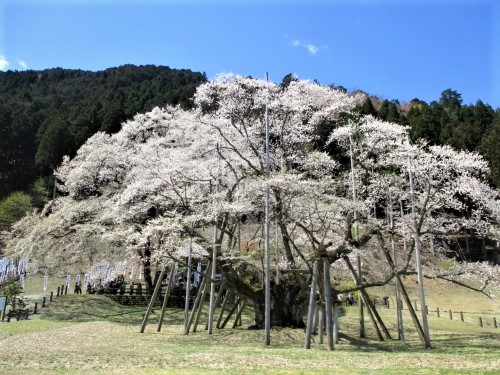 日本三大桜のひとつ根尾谷の淡墨桜を鑑賞 | IGNITE（イグナイト）