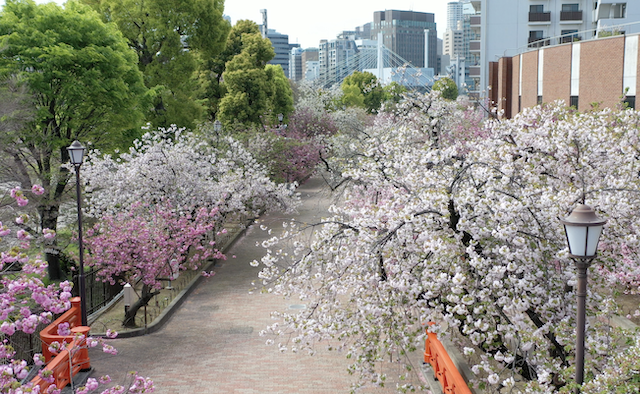 大阪春の風物詩 造幣局 桜の通り抜けをVRとドローン動画で