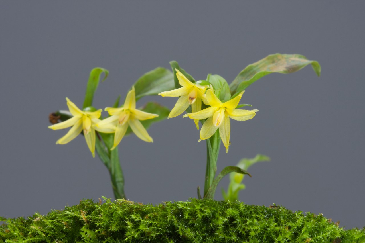 茨城 筑波実験植物園 珍しいラン約500点を鑑賞できる つくば蘭展 Ignite イグナイト