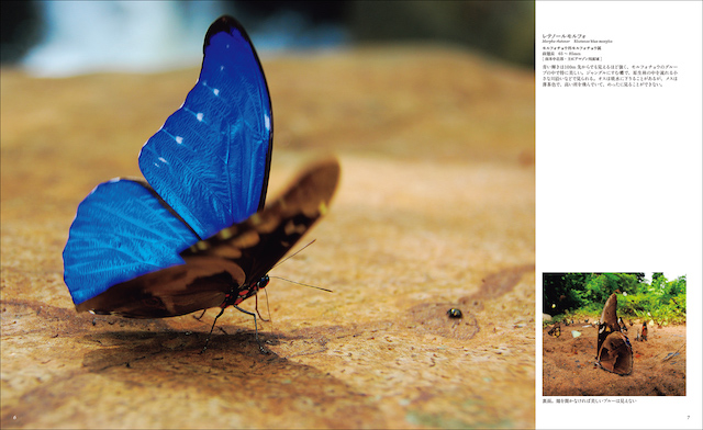 昆虫カメラマン・海野和男氏が撮影した『世界で一番美しい蝶図鑑