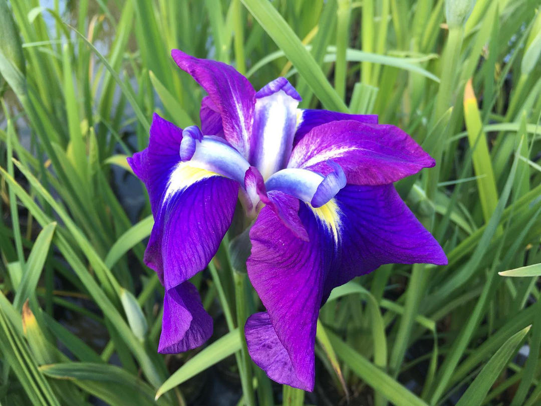 静岡県掛川市 50万株の花菖蒲は壮観 加茂荘花 園 オリジナル花菖蒲 アジサイ展 Ignite イグナイト