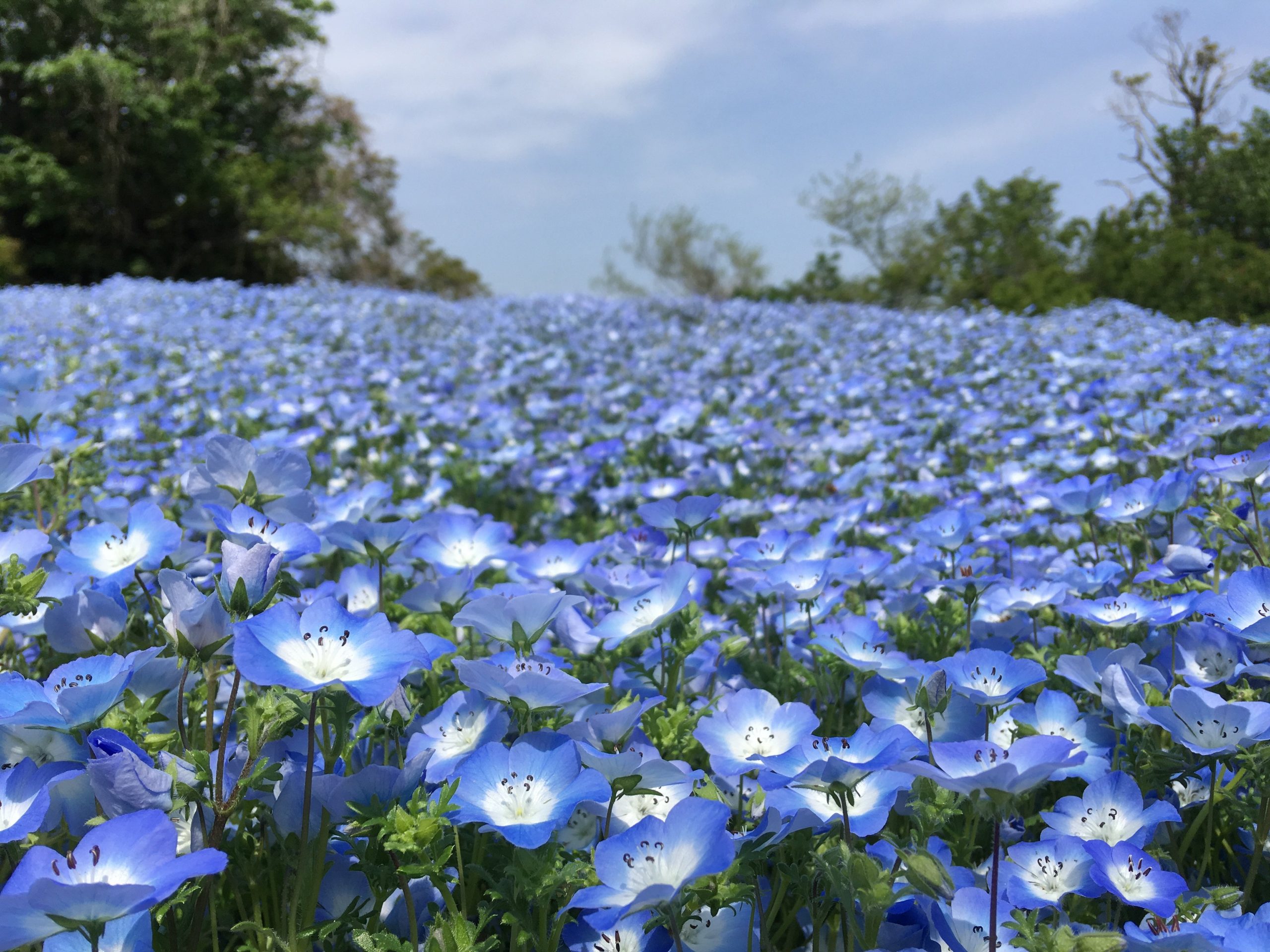 三浦半島最大級の花畑 絶景が楽しめる ポピー ネモフィラまつり Ignite イグナイト