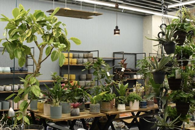 自宅に 緑の環境 を提案する観葉植物専門店 イフグリーンストア が福岡 天神に出現 Ignite イグナイト