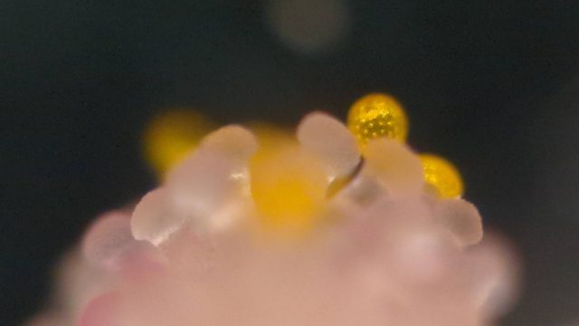 オシロイバナの雌しべについた花粉