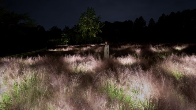 『光色の草原 - カピラリス』©チームラボ