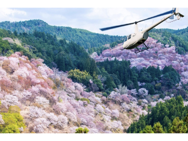 プライベートに花見を楽しむ！貸切ヘリで桜の名所を飛ぶ「吉野千本桜お花見ヘリコプター遊覧」 Ignite（イグナイト）