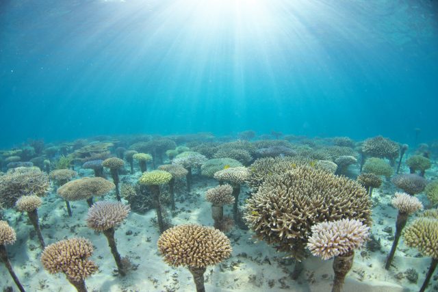 「ANAインターコンチネンタル万座ビーチリゾート」で通年で行われている「サンゴ礁保護プログラム」
