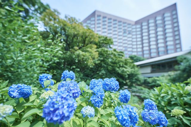 「ホテル椿山荘東京」では、館内のアジサイが見頃を迎える