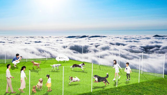 「雲海テラスドッグラン」では、まるで愛犬が雲の上を自由に駆け回っているかのように見える特別な体験を楽しめる