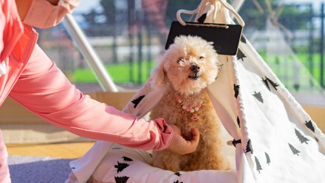 「glampark益子舘」のプライベートドッグランは、緑豊かな環境で愛犬が自由に遊べるスペースとなっている。