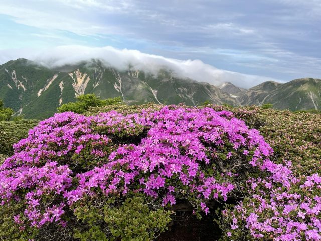 くじゅう連山・ミヤマキリシマと三俣山／写真出典：つーさんさんの活動日記