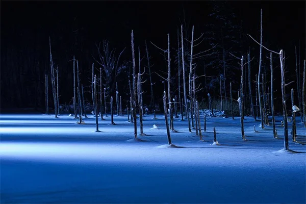 白金青い池の雪景色